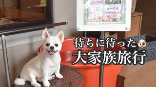 【愛犬と旅行】大家族で古希旅行！グラサンにハット姿のパリピなチワワにご注目！健気な姿に胸キュン(´°̥̥̥̥̥̥̥̥ω°̥̥̥̥̥̥̥̥｀)