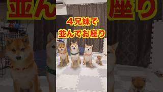 初めての４ショット。みんな仲良くなりました#Shorts＃柴犬＃豆柴#多頭飼い#Shiba inu#mameshiba