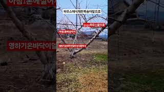 시골농사  겨울이 바쁜이유 가지치기한 나무 파쇄기로 정리해서 하우스 식재한 복숭아  거름으로 사용