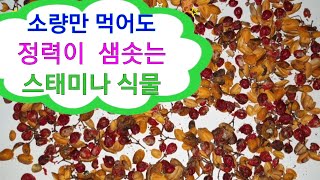 하루종일 힘든일을 해도 피곤하지가 않는 노박덩굴 효능