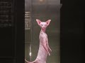 sphynx cat funny sphynxmoments catlover kitten dance