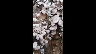 Organic Splitgill Mushrooms | #shorts