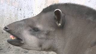 マレーバク / Malayan tapir