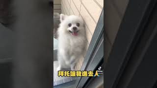 拜托讓我進去🙏 #白博美奧迪 #博美 #pom #pomeranian #dog #dogs #dogsofttiktok #cute #cutebaby #funny #艾蛙媽vs達樂哥