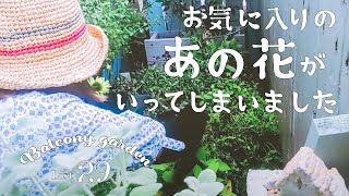 Gardening / Japanese balcony garden / withered flowers in the garden in August