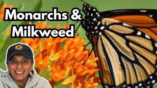 Winter Sow Butterfly Weed | Grow Milkweed From Seed || Budget Gardening