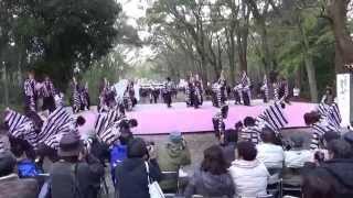 京炎 そでふれ！おどりっつ　京都さくらよさこい2014（下賀茂神社北会場）