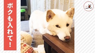 なんの話してるの❓ ボクも入れて❗️ 会話に参加したいワンコ🐶【PECO TV】