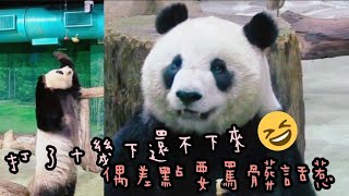 圓仔超愛吃點心，打點心超厲害|熊貓貓熊The Giant Panda Yuan Yuan and Yuan Bao|台北市立動物園