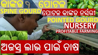 Profitable Pointed & Spine Gourd Cultivation + Expert Farmer Training ପୋଟଳ କାଙ୍କଡ ଚାଷ