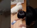 スピッツの赤ちゃん成長記録 日本スピッツ いぬ こいぬ 生後5ヶ月 多頭飼い かわちい dog cute pet スピッツ