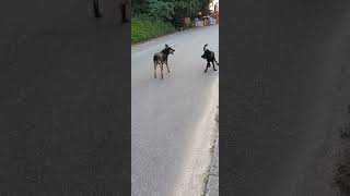 courting!🤔 #Australian kelpie \u0026 #Formosan mountain dog 🐕#shorts