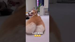 #corgi #dog #pets #柯基 #萌宠 #萌宠出道计划