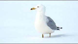 Goéland dans la neige, cri.   Ring-billed Gull in the snow, call