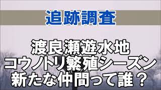 りょうとのぞみが帰って来た！？仲が良い飛びっぷり　渡良瀬遊水地