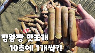 맛조개를 10초에 1개씩! 요령만 알면 누구나 대맛조개를 손쉽게 잡아요 Catch a big clam every 10 seconds