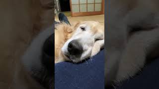 犬の寝言とイビキが面白すぎ,,,