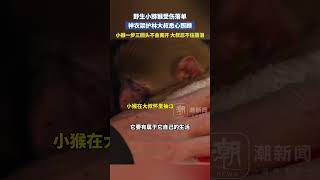 小獼猴受傷落單，護林員悉心照顧，小猴一步三回頭不舍回歸山林，護林大叔忍不住淚崩