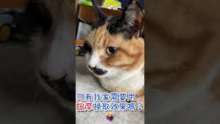 貓咪神曲 #cat #catvideos