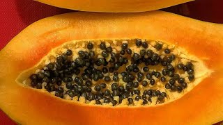 Papaya, Carica papaya, Egzotik Meyveler, tropikal meyveler. Yerli Üretim, Türkiye, Antalya, Gazipaşa