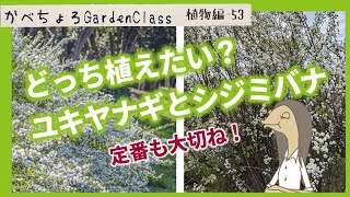 ガーデンで素敵に育つユキヤナギとシジミバナ【庭植物編-52】