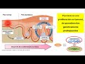 fisiopatologÍa semana 9 psoriasis y dermatitis atópica