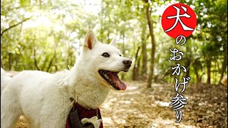 犬のおかげ参り 散歩映像① 朝熊山編