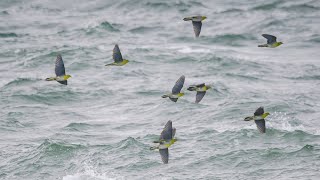 The white-bellied green pigeons like to drink saltwater at the sea