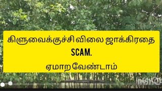 கிளுவைக்குச்சி விலை  ஜாக்கிரதை - Scam. ஏமாற வேண்டாம்!!