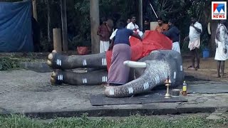 നാട്ടാനകളിൽ പ്രമുഖനായ മംഗലാംകുന്ന് കർണൻ ചരിഞ്ഞു | Elephant Mangalamkunnu Karnan Died