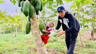 Dad Takes BiBi To Harvest Papaya and Cook