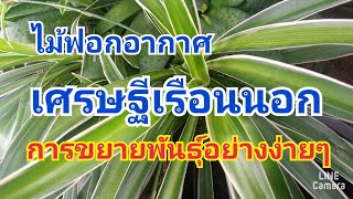 ต้นไม้ฟอกอากาศ ต้นเศรษฐีเรือนนอก การขยายพันธุ์อย่างง่ายๆ