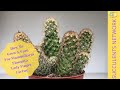 How To Grow & Care For Mammillaria Elongata ‘Lady Finger Cactus’