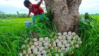 wow amazing - collection many duck eggs under mango tree at field near the road by hand a farmer