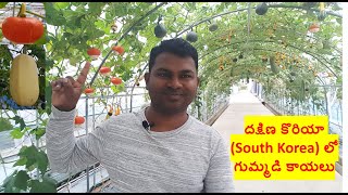 Pumpkins in South Korea//దక్షిణ కొరియా లో గుమ్మడి కాయలు//Telugu Traveller//Balaraju Kotnala