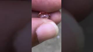 Padparadscha Sapphire  1.28 Ct Untreated VVS clarity Certified