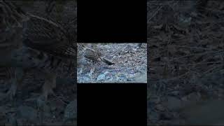 Big Newfoundland Ruffed Grouse Fight over Land Ownership 2  mp4 #shorts