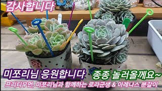 쒼나는 분갈이 ~ 여기는 프리티다육, 프리티우먼 & 미쪼리님과 함께하는 아레나스 & 로라 분갈이💕축하합니다, 감사합니다, 안녕합니다💕