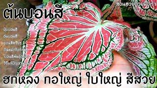 เคล็ดลับเทพสุด!!🔴ขาดสิ่งนี้ บอนสีไม่มีทางสวย รู้แล้วรีบทำปลูกบอนสีสวยๆ ปุ๋ยบอนสี สวนสวยด้วยมือเรา