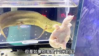 白化甲鱼混养斑马狗头鱼成功了#养殖 #海洋生物 #鱼缸