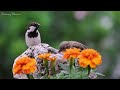 gentle music with rainfall u0026 chirping birds 🕊️ soothing melodies for tranquility relaxation