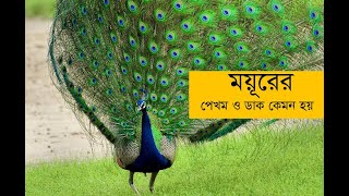 ময়ূরের পেখম ও ডাক কেমন হয়