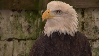 NJ Bald Eagle Population at All Time High