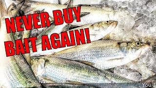 You will NEVER buy bait again. How to catch fresh bait any time of year.