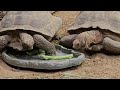 How desert tortoises survive in the desert without water? Desert Tortoise Living Over 80 Years