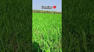 #gujarat #junagadh #trendingshorts #farming #khedut #youtubeshorts #trendingshorts