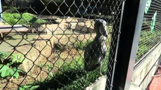 20151218_高知県立のいち動物公園のハシビロコウ