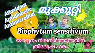 Mukkutti - മുക്കുറ്റി - Biophytum - Oxalidaceae - Medicinal use