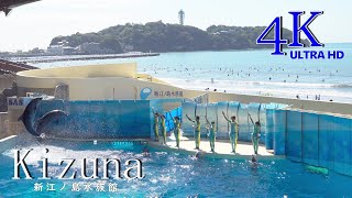 えのすい／kizuna（絆）◇新江ノ島水族館イルカショー♪ Enoshima Aquarium Dolphin Show 『Kizuna』≪4KUltra HD≫