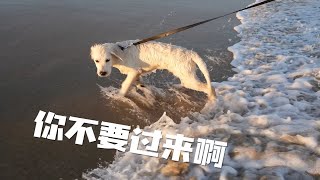 又怂又想玩！带金毛兄弟去海边踏浪！